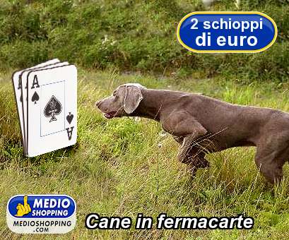 Medioshopping Cane in fermacarte