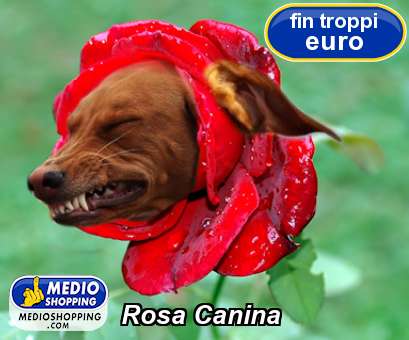 Medioshopping Rosa canina