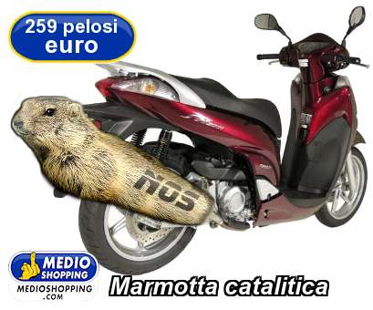 Medioshopping Marmotta catalitica