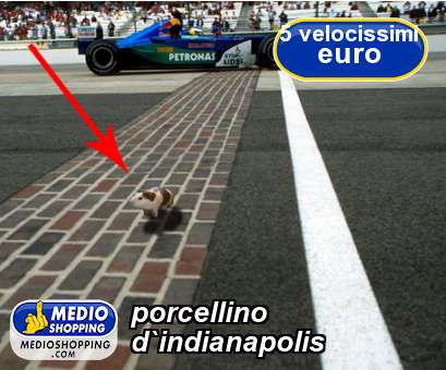 Medioshopping porcellino d`indianapolis