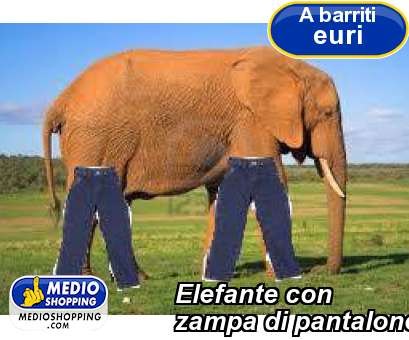 Elefante con  zampa di pantalone