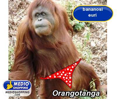 Orangotanga