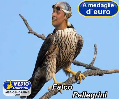 Falco           Pellegrini