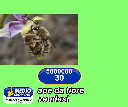 Medioshopping ape da fiore vendesi