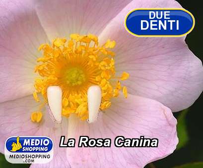 Medioshopping La Rosa Canina