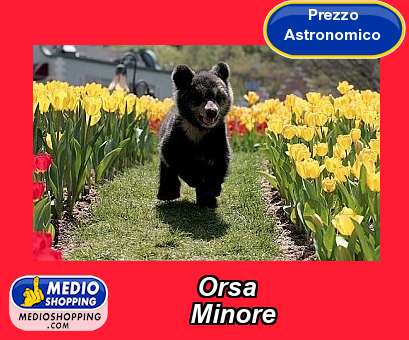 Medioshopping Orsa           Minore