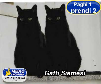 Medioshopping Gatti Siamesi