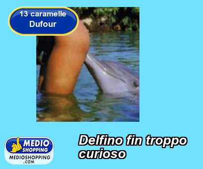 Medioshopping Delfino fin troppo curioso