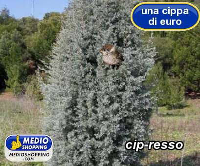 Medioshopping cip-resso