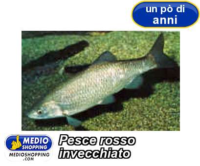 Medioshopping Pesce rosso invecchiato