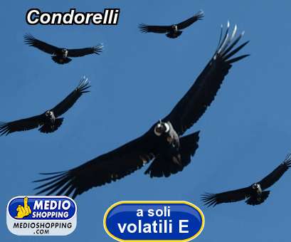 Medioshopping Condorelli