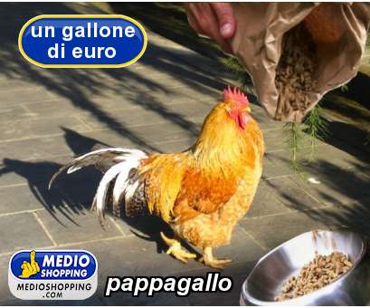 Medioshopping pappagallo