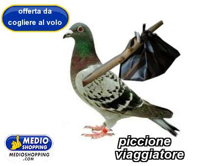 Medioshopping piccione          viaggiatore