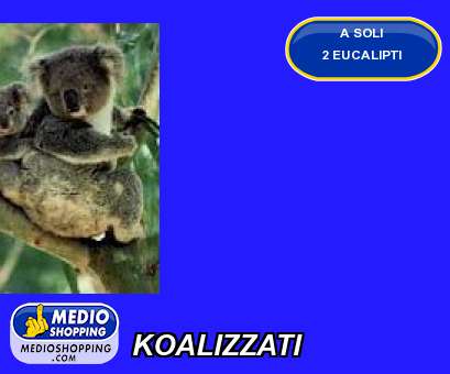 Medioshopping KOALIZZATI