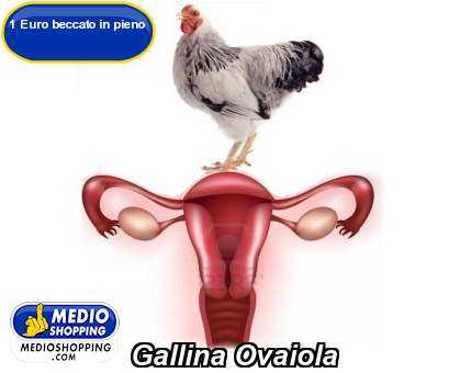 Gallina Ovaiola