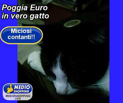 Poggia Euro in vero gatto