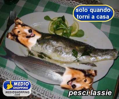 Medioshopping pesci lassie