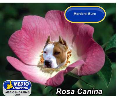 Medioshopping Rosa Canina