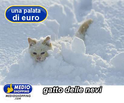 gatto delle nevi