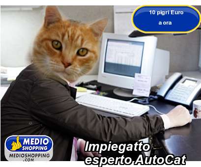 Medioshopping Impiegatto esperto AutoCat