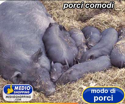 Medioshopping porci comodi