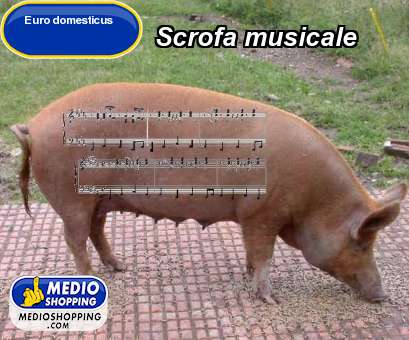 Medioshopping Scrofa musicale