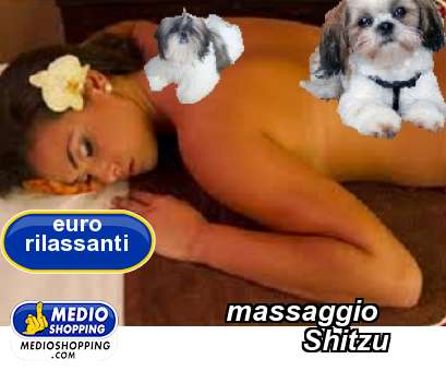 massaggio               Shitzu