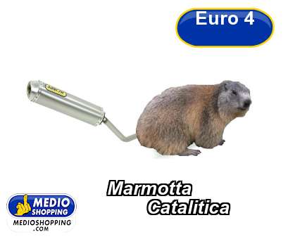 Medioshopping Marmotta          Catalitica