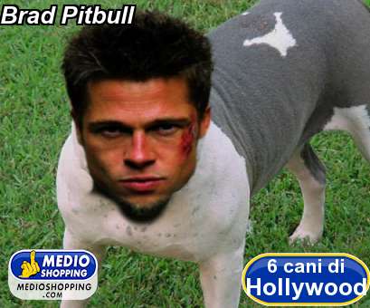 Medioshopping Brad Pitbull