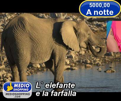 Medioshopping L` elefante e la farfalla