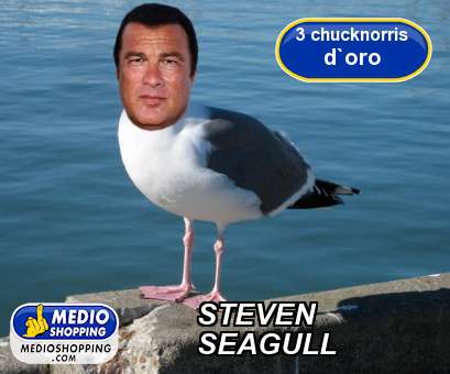 Medioshopping STEVEN SEAGULL