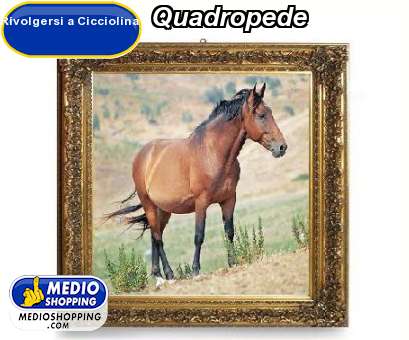 Medioshopping Quadropede