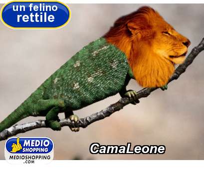 CamaLeone