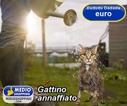 Gattino annaffiato