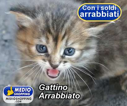 Medioshopping Gattino Arrabbiato