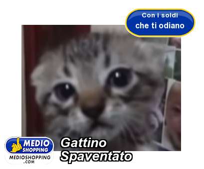 Medioshopping Gattino Spaventato