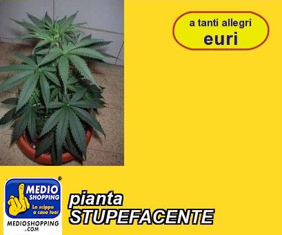 Medioshopping pianta STUPEFACENTE