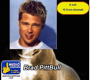 Brad PittBull