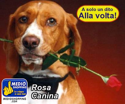 Medioshopping Rosa  Canina