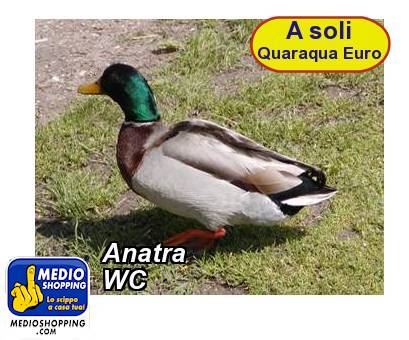 Medioshopping Anatra WC