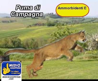 Puma di      Campagna