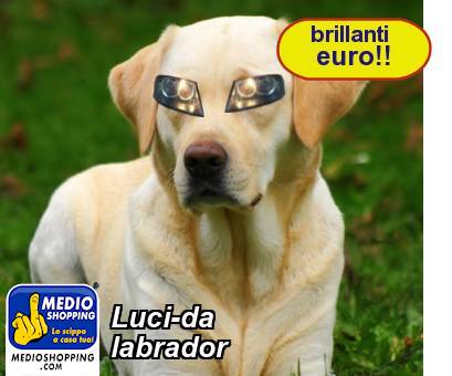 Medioshopping Luci-da  labrador