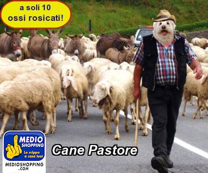 Medioshopping Cane Pastore