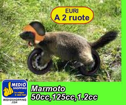 Marmoto 50cc,125cc,1.2cc