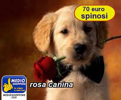 Medioshopping rosa canina