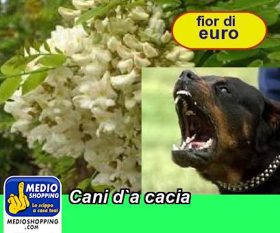 Medioshopping Cani d`a cacia