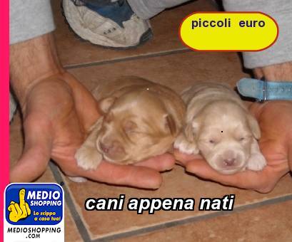 Medioshopping cani appena nati